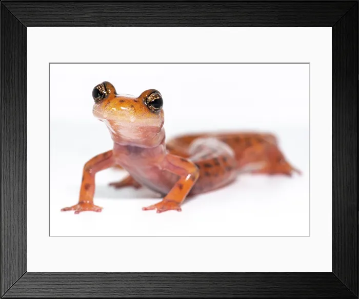 Framed Print : Cave Salamander, Eurycea lucifuga Framed Print : Cave Salamander, Eurycea lucifuga