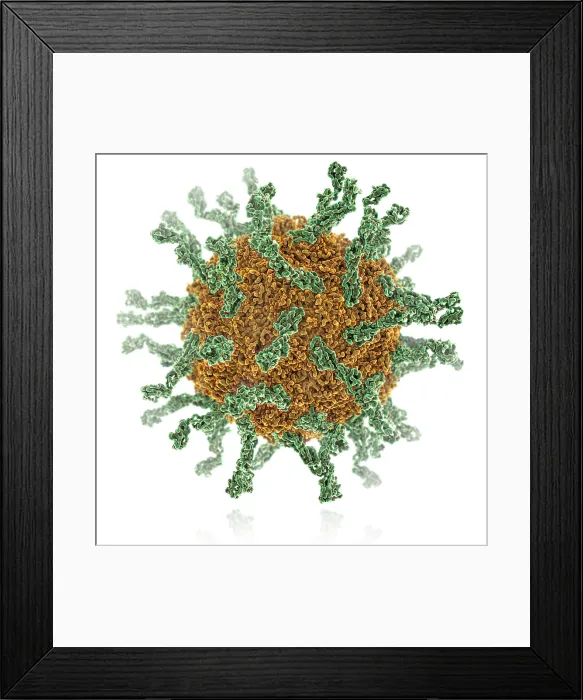 Framed Print : Poliovirus Type I Framed Print : Poliovirus Type I