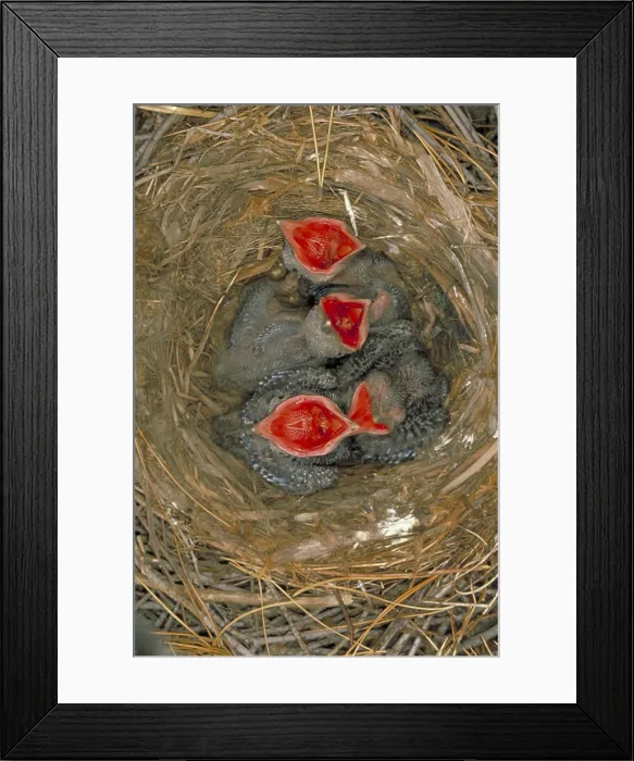 Framed Print : Crow nestlings Framed Print : Crow nestlings