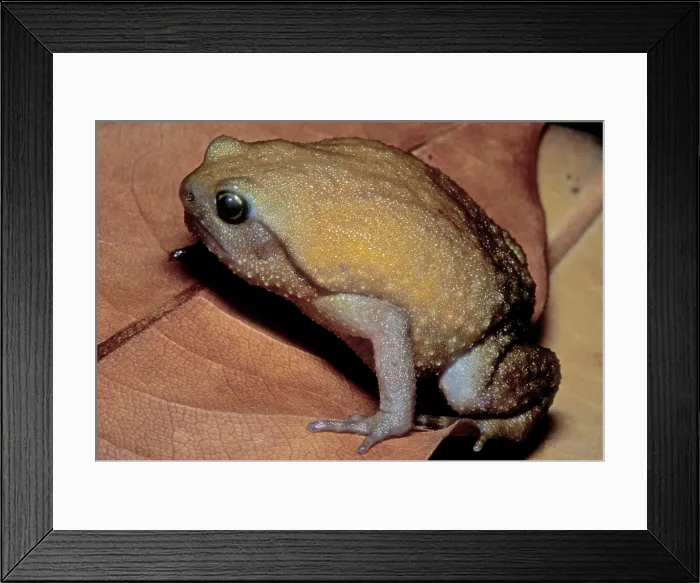 Framed Print : Rain Frog. The Rain Frog or Ghost Frog (Breviceps mossambicus) Framed Print : Rain Frog. The Rain Frog or Ghost Frog (Breviceps mossambicus)