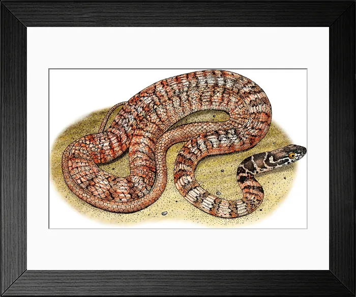 Framed Print : Red Racer Snake Framed Print : Red Racer Snake