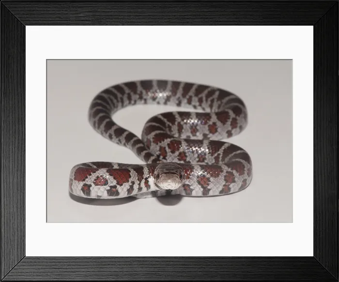 Framed Print : Milk Snake, Lampropeltis triangulum Framed Print : Milk Snake, Lampropeltis triangulum