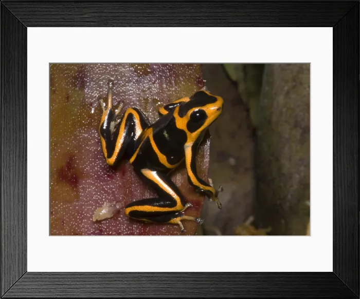 Framed Print : Crowned Poison Frog Framed Print : Crowned Poison Frog