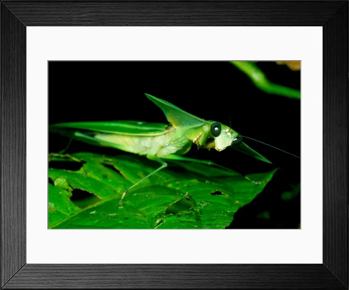 Framed Print : Shield Mantis Framed Print : Shield Mantis