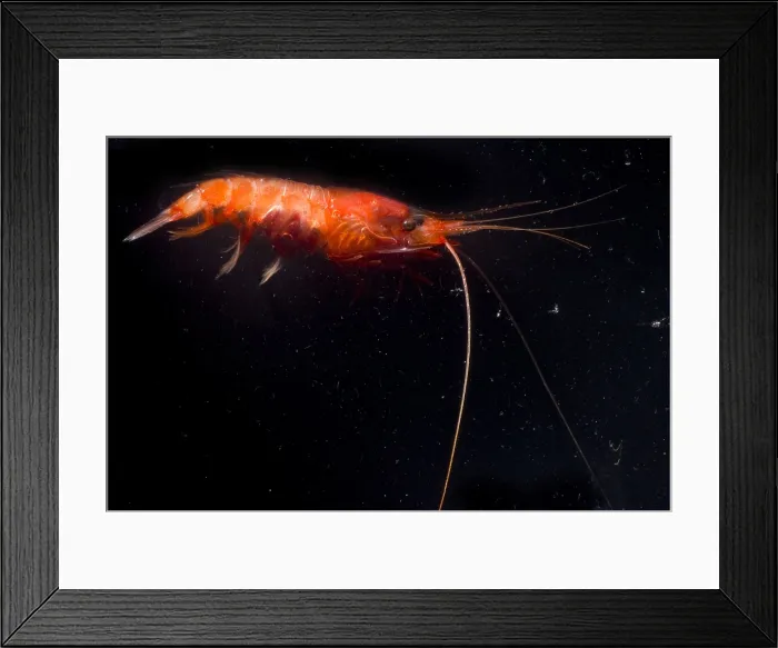 Framed Print : Deep Sea Prawn Framed Print : Deep Sea Prawn