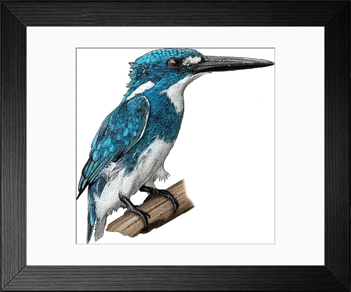 Framed Print : Cerulean Kingfisher Framed Print : Cerulean Kingfisher