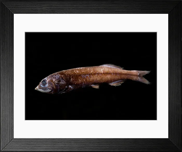 Framed Print : Tube Shoulders, Platytroctid Framed Print : Tube Shoulders, Platytroctid