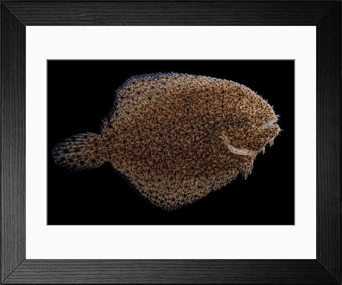 Framed Print : Freshwater Flounder Framed Print : Freshwater Flounder
