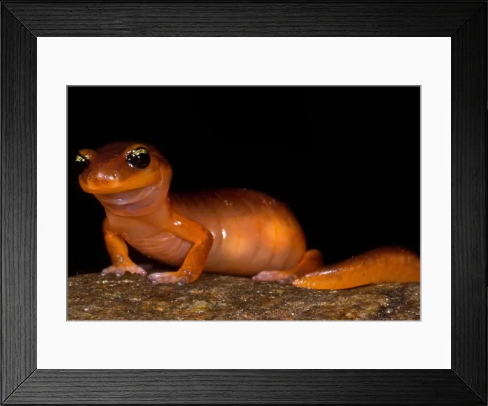 Framed Print : Yellow-eye Ensatina Salamander