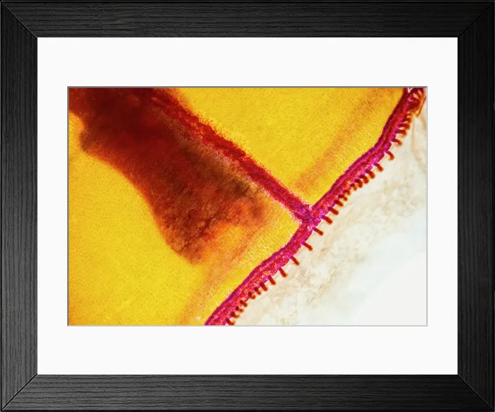Framed Print : Deep-Water Jellyfish Framed Print : Deep-Water Jellyfish
