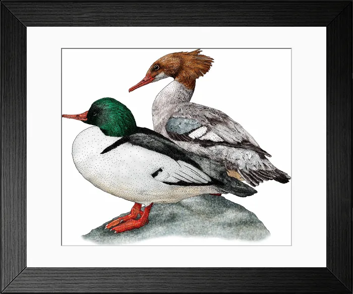 Framed Print : Common Mergansers Framed Print : Common Mergansers