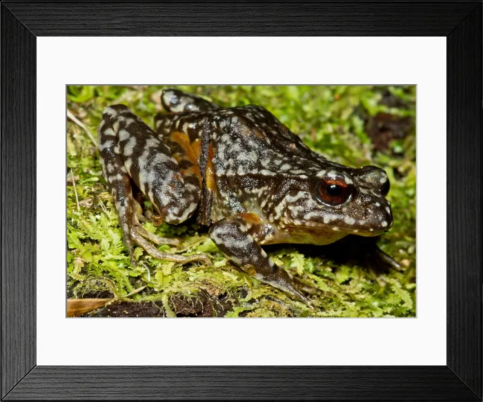 Framed Print : Rosy Ground Frog Framed Print : Rosy Ground Frog