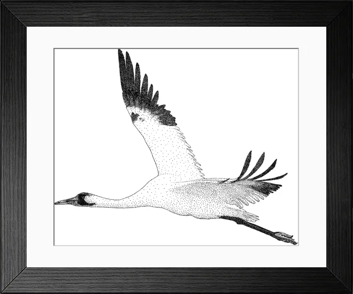 Framed Print : Whooping Crane