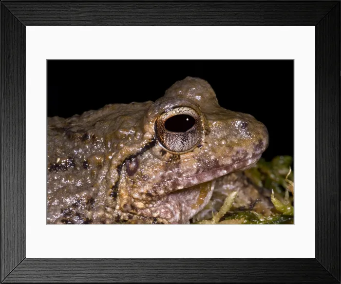 Framed Print : Bob's Robber Frog Framed Print : Bob's Robber Frog