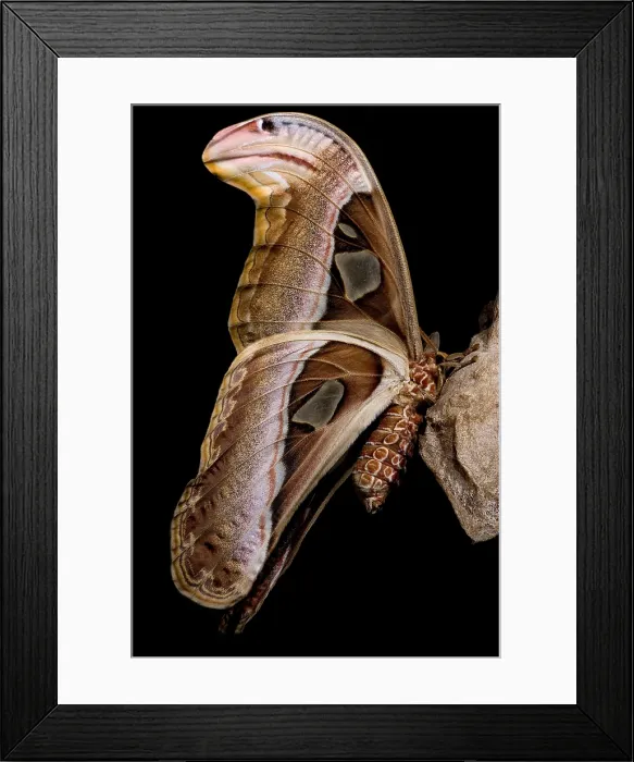 Framed Print : Atlas Moth Framed Print : Atlas Moth
