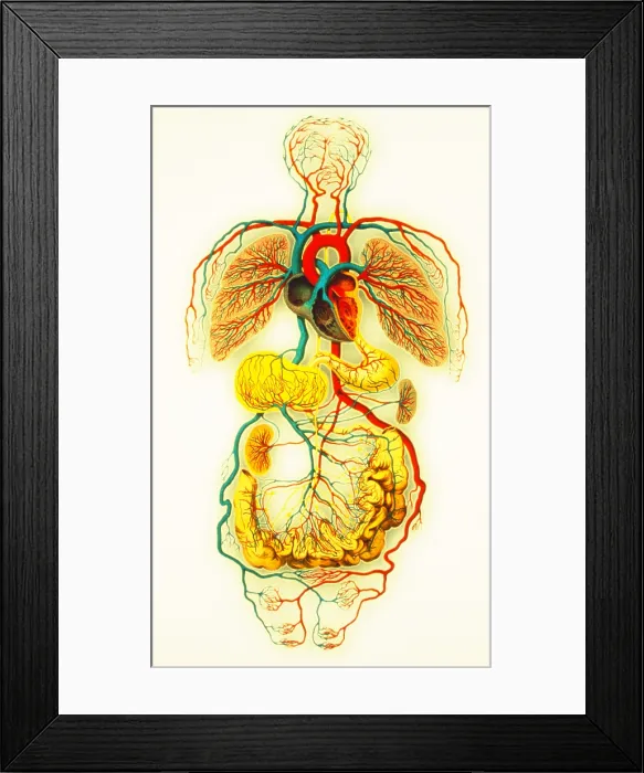 Framed Print : Circulatory system Framed Print : Circulatory system