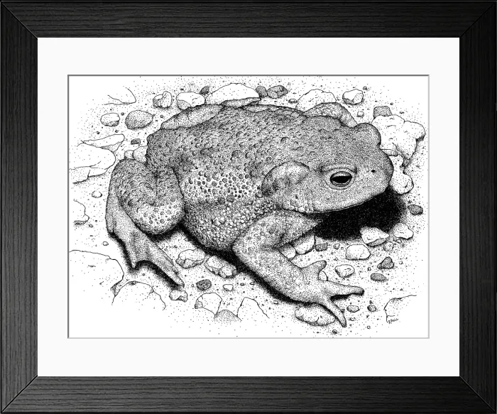 Framed Print : American Toad Framed Print : American Toad