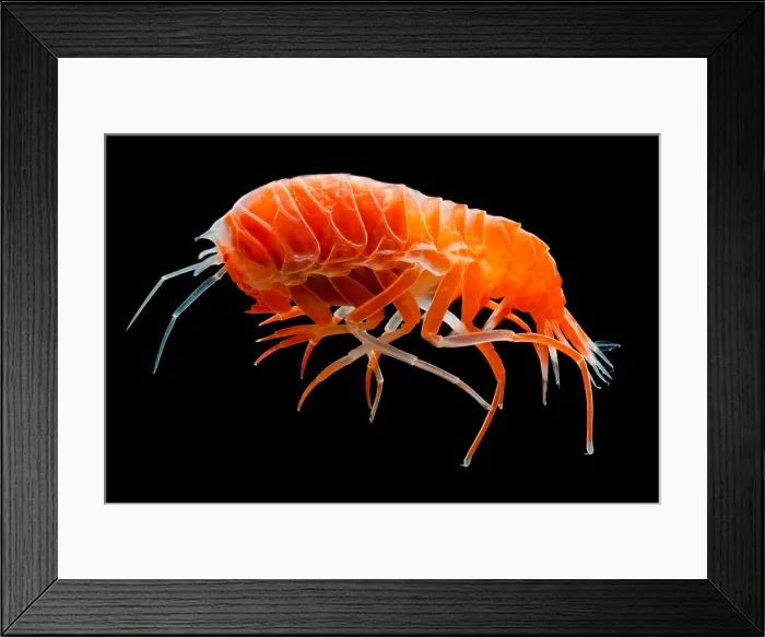 Framed Print : Colorful Amphipod Framed Print : Colorful Amphipod