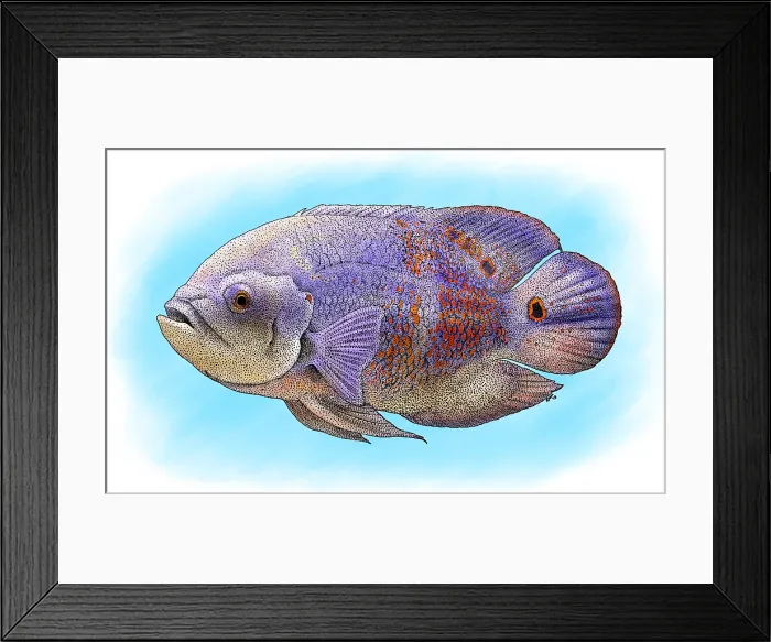 Framed Print : Oscar Fish Framed Print : Oscar Fish