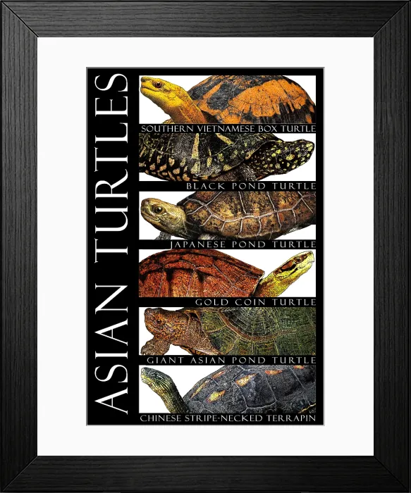 Framed Print : Asian Turtles, Poster Framed Print : Asian Turtles, Poster