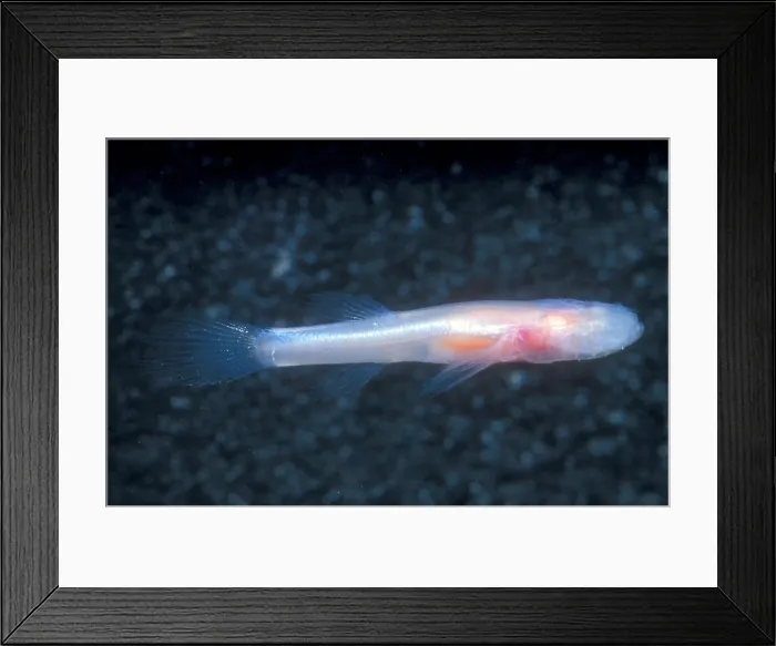 Framed Print : Southern Cave Fish Framed Print : Southern Cave Fish
