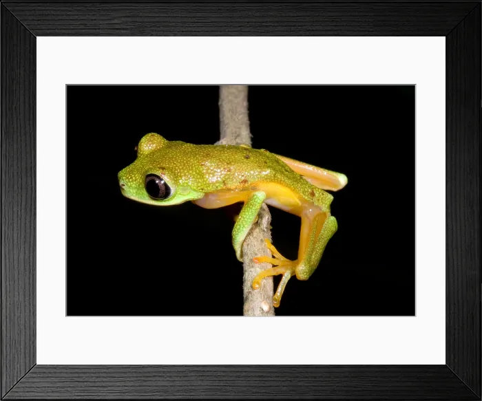 Framed Print : Tree Frog. Hylomantis lemur (formerly Phyllomedusa lemur) is threatened Framed Print : Tree Frog. Hylomantis lemur (formerly Phyllomedusa lemur) is threatened