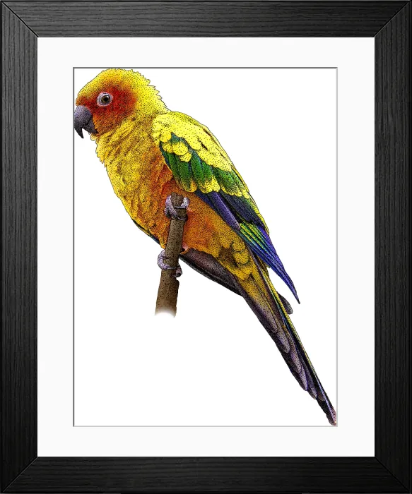 Framed Print : Sun Parakeet, Illustration Framed Print : Sun Parakeet, Illustration