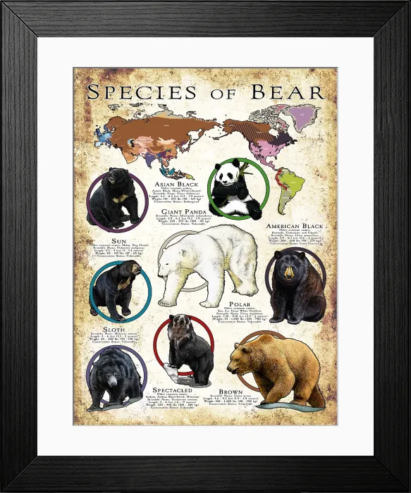 Framed Print : Species of Bear Framed Print : Species of Bear