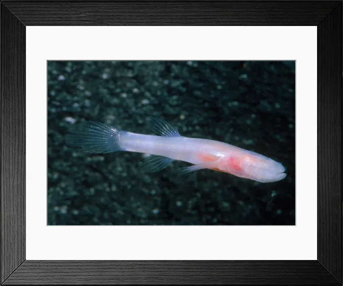 Framed Print : Southern Cavefish Framed Print : Southern Cavefish