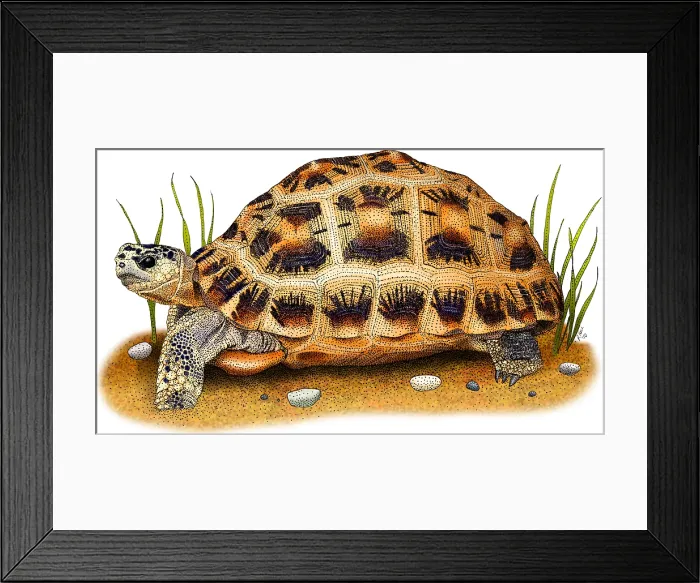 Framed Print : Spider Tortoise Framed Print : Spider Tortoise