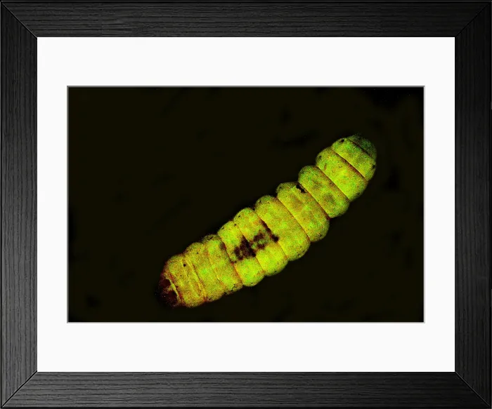 Framed Print : Dead Moth Grub Framed Print : Dead Moth Grub