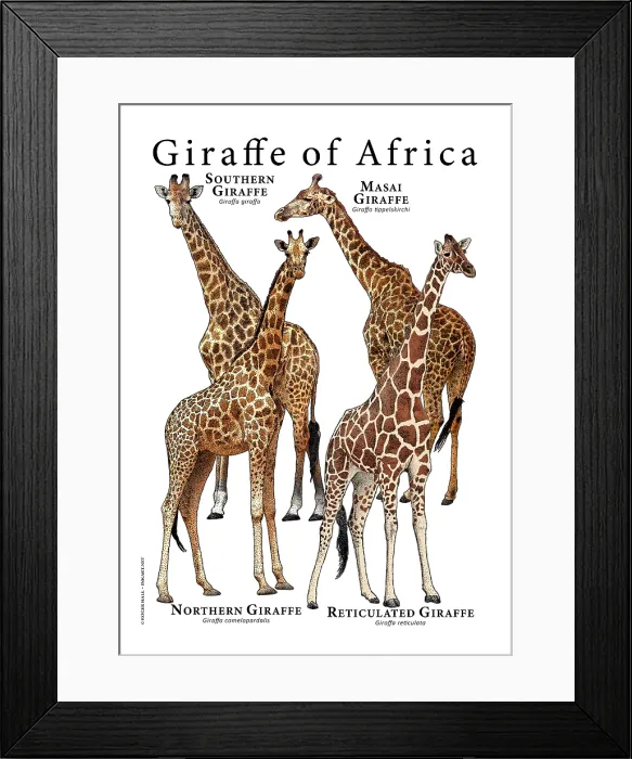 Framed Print : Giraffes of Africa Framed Print : Giraffes of Africa