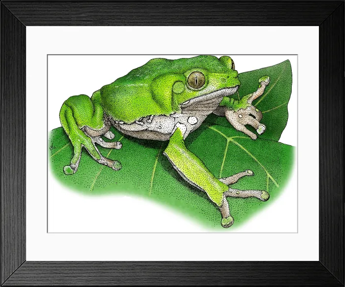 Framed Print : Waxy Monkey Treefrog Framed Print : Waxy Monkey Treefrog
