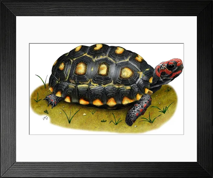 Framed Print : Red-footed Tortoise Framed Print : Red-footed Tortoise