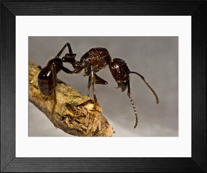 Framed Print : Bullet Ant Framed Print : Bullet Ant
