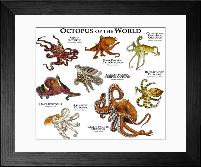 Framed Print : Octopus of the World Framed Print : Octopus of the World