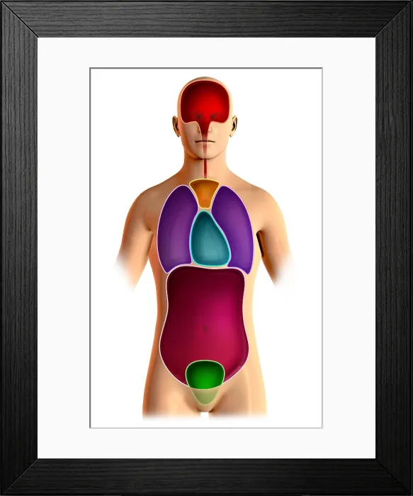 Framed Print : Body Cavities Framed Print : Body Cavities