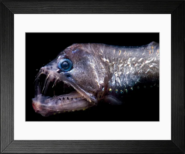 Framed Print : Sloane's Viperfish