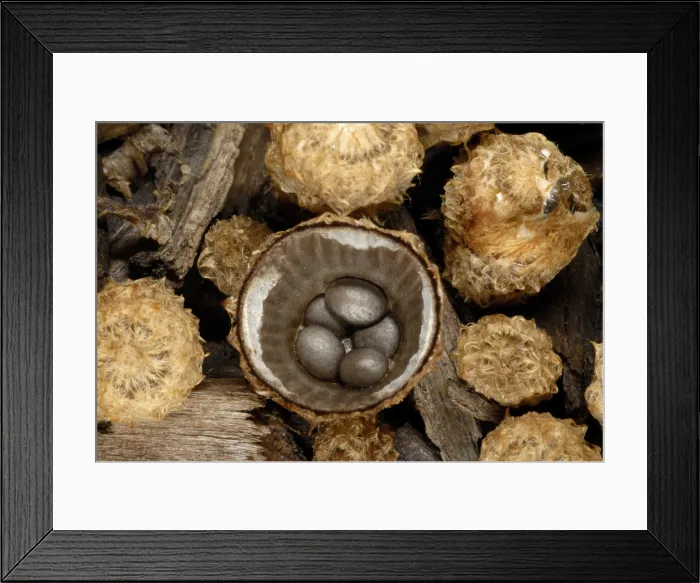 Framed Print : Splash cup of bird's nest fungus, Cyathus striatus Framed Print : Splash cup of bird's nest fungus, Cyathus striatus