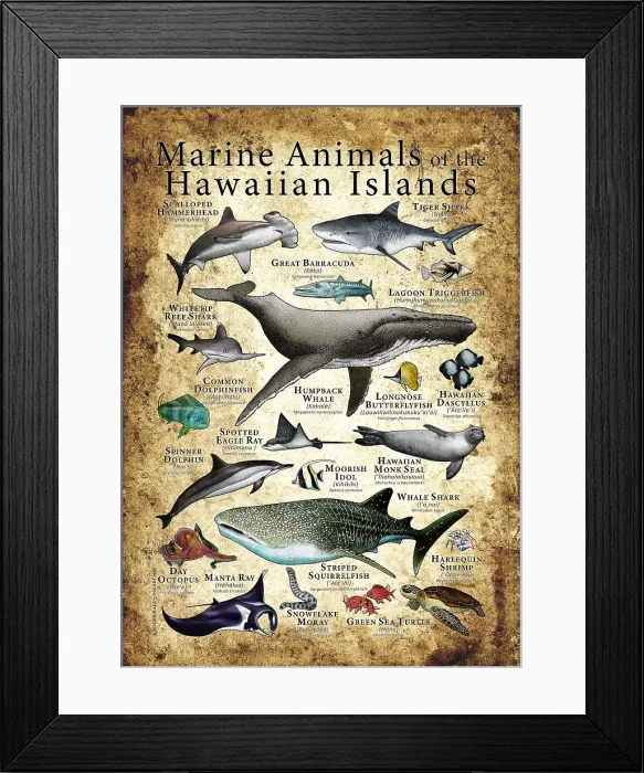 Framed Print : Marine Animals of the Hawaiian Islands Framed Print : Marine Animals of the Hawaiian Islands
