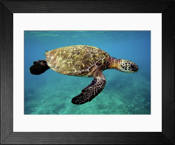 Framed Print : Green Sea Turtle (Chelonia mydas) Framed Print : Green Sea Turtle (Chelonia mydas)