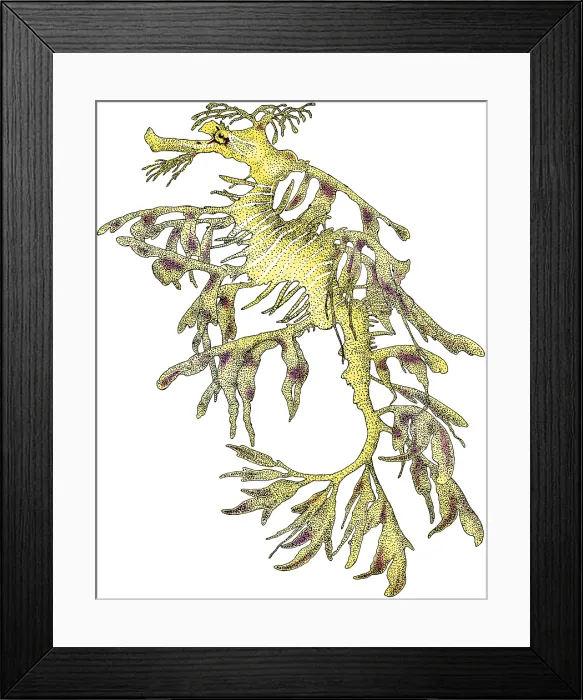 Framed Print : Sea Dragon Framed Print : Sea Dragon