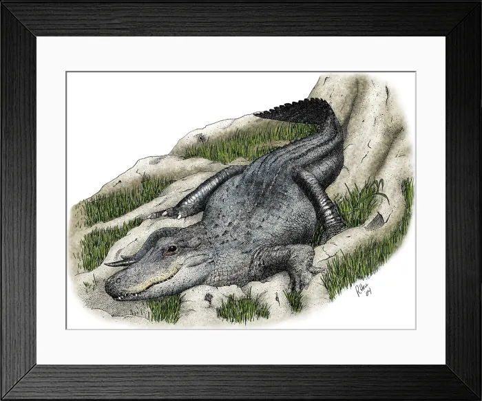 Framed Print : American Alligator