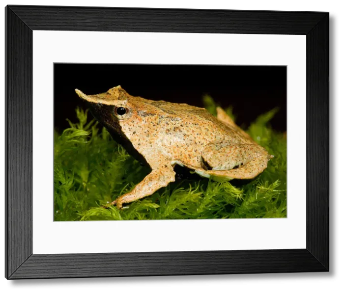 Framed Print : Darwin's Frog