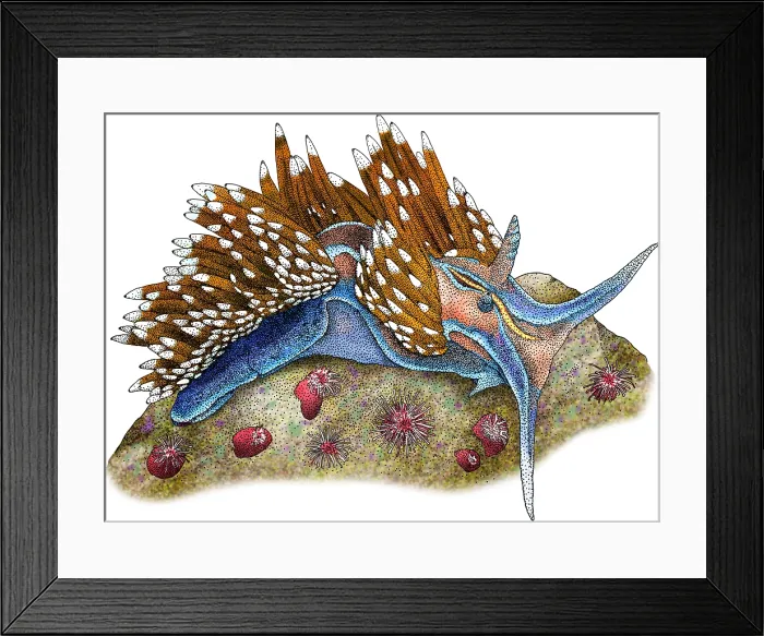 Framed Print : Opalescent Nudibranch Framed Print : Opalescent Nudibranch