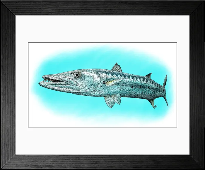 Framed Print : Great Barracuda Framed Print : Great Barracuda