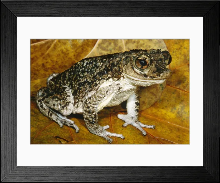 Framed Print : Puerto Rican Crested Toad