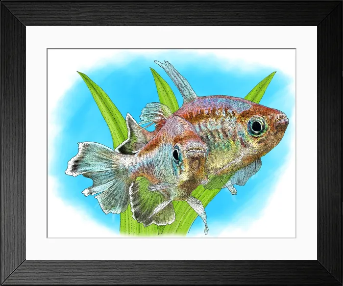 Framed Print : Congo Tetras Framed Print : Congo Tetras
