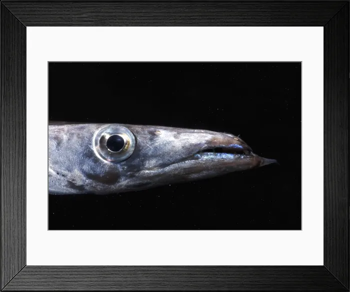 Framed Print : Snake Mackerel Framed Print : Snake Mackerel