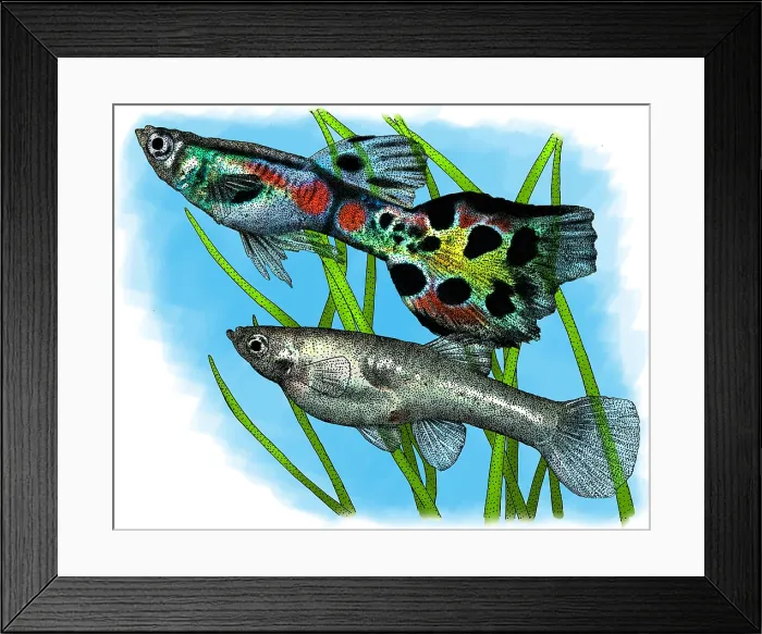 Framed Print : Wild guppies Framed Print : Wild guppies